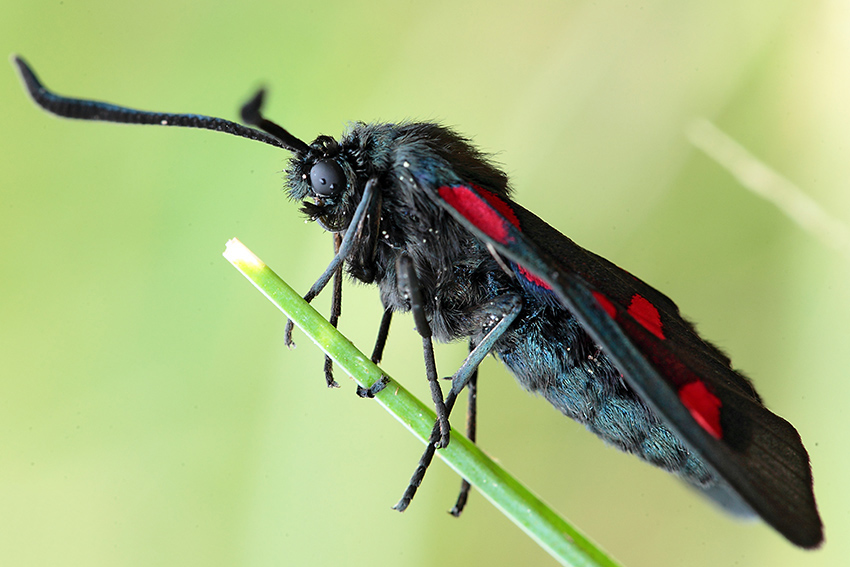 Zygaena filipendulae?